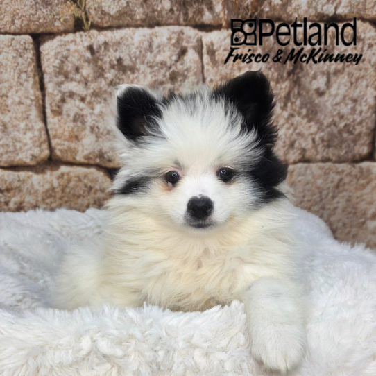 [#N03721] Black and White F Pomeranian Puppies for Sale