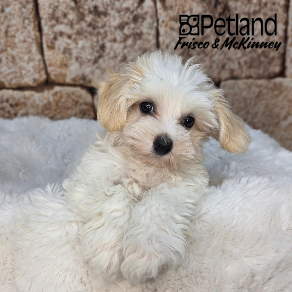 Maltipoo in Dallas, TX