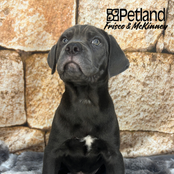 Cane Corso in Dallas, TX