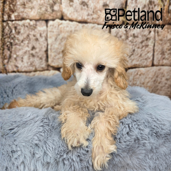 Miniature Poodle in Aubrey, TX
