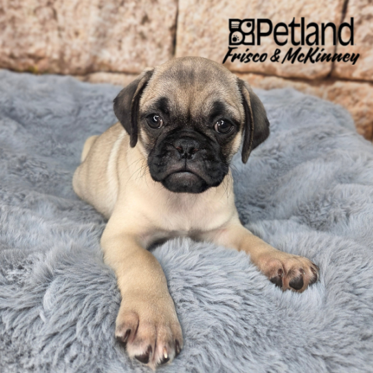 [#26185-03] Fawn M Pug Puppies for Sale