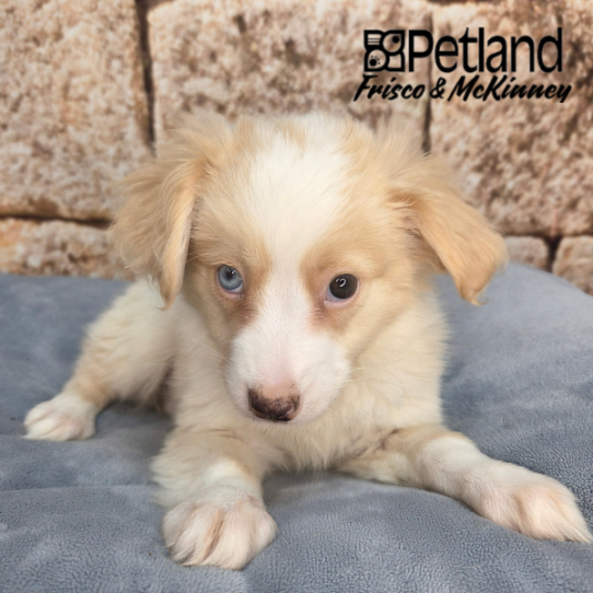 [#N02565] Brown F Toy Australian Shepherd Puppies for Sale