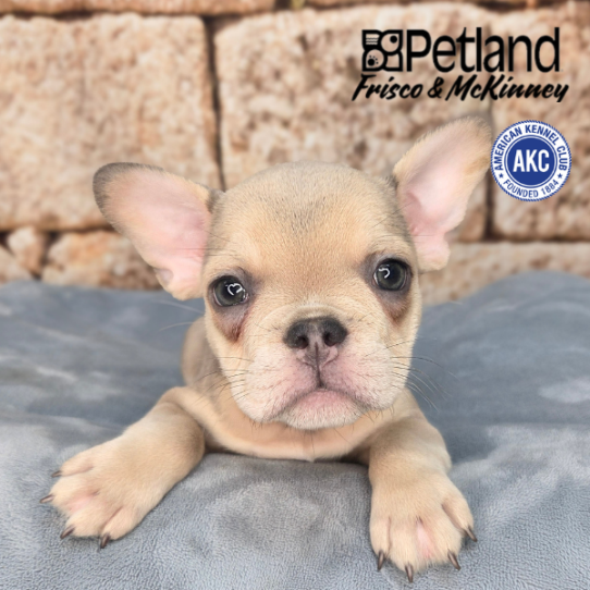 [#261078-06] Blue Fawn F French Bulldog Puppies for Sale