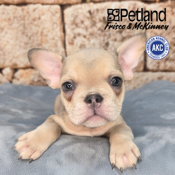 French Bulldog in Aubrey, TX