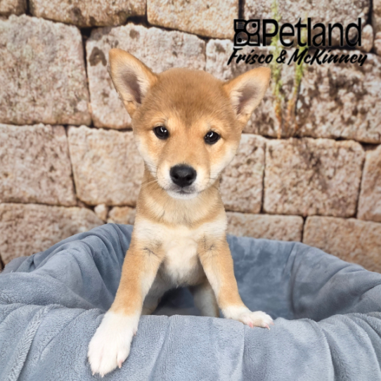 [#26242-05] Sable F Shiba Inu Puppies for Sale