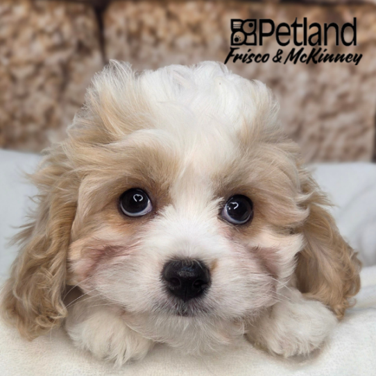 [#N03841] White and Apricot F Cavachon Puppies for Sale