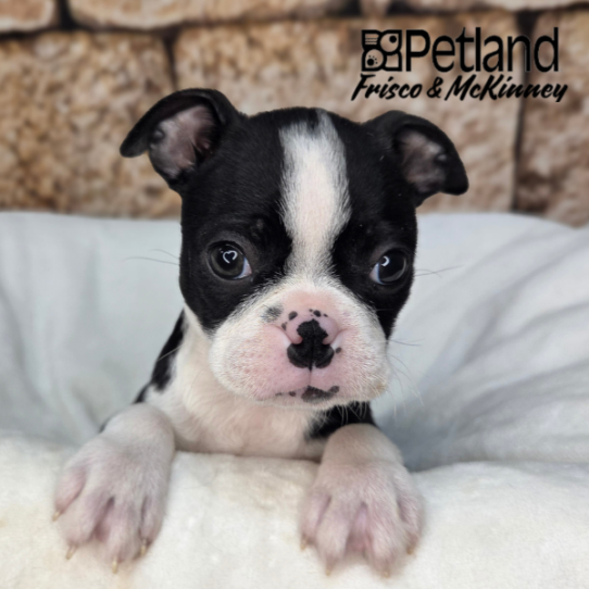 [#26101-04] Black / White F Boston Terrier Puppies for Sale