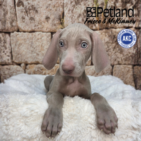 [#N03761] Silver Grey M Weimaraner Puppies for Sale