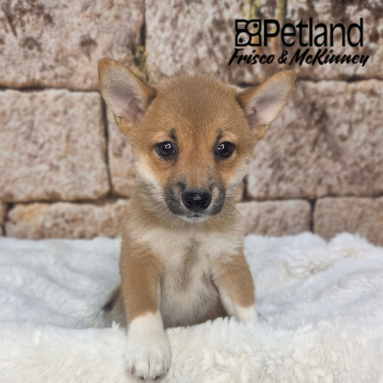 [#26194-03] Red Sesame F Shiba Inu Puppies for Sale