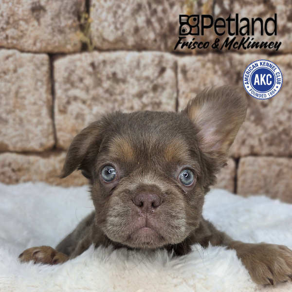 French Bulldog in Little Elm, TX