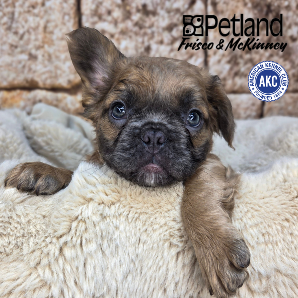 French Bulldog in Allen, TX