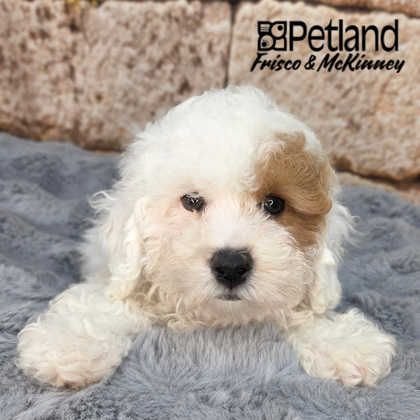 Cavapoo in Allen, TX
