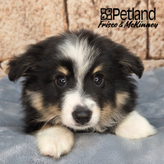 [#N03305] Black White and Brown M Miniature Australian Shepherd Puppies for Sale