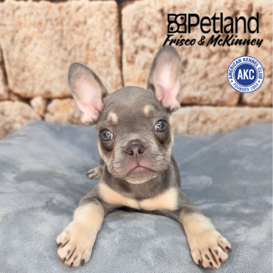 [#26655-06] Lilac / Tan F French Bulldog Puppies for Sale