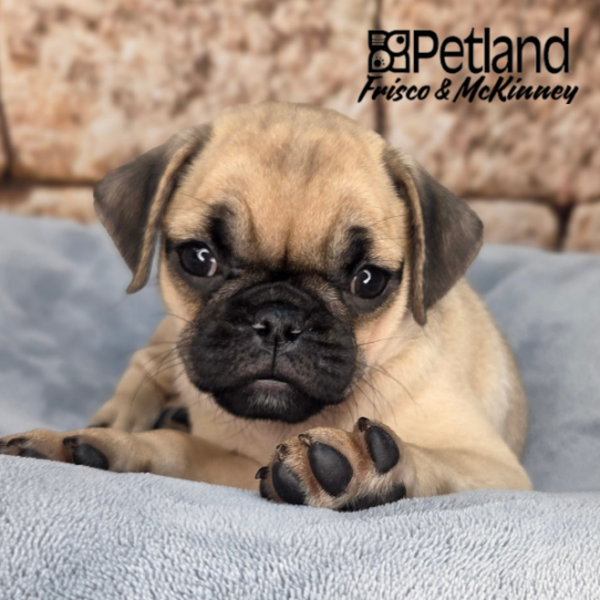 [#26186-05] Fawn F Pug Puppies for Sale