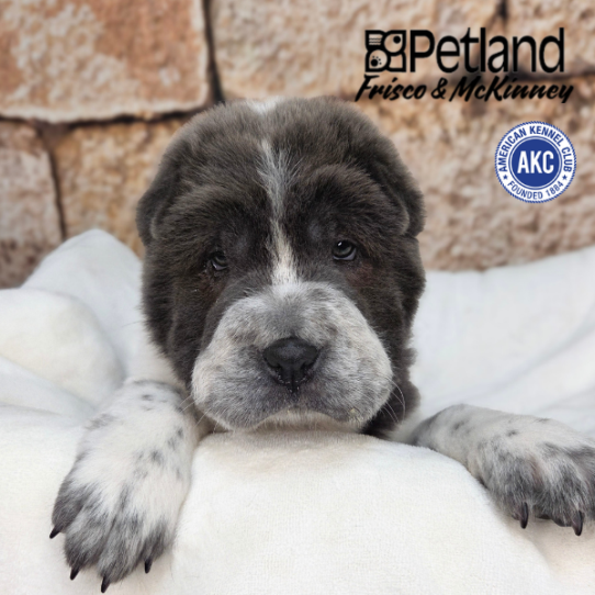 [#268-02] White / Blue M Chinese Shar-Pei Puppies for Sale
