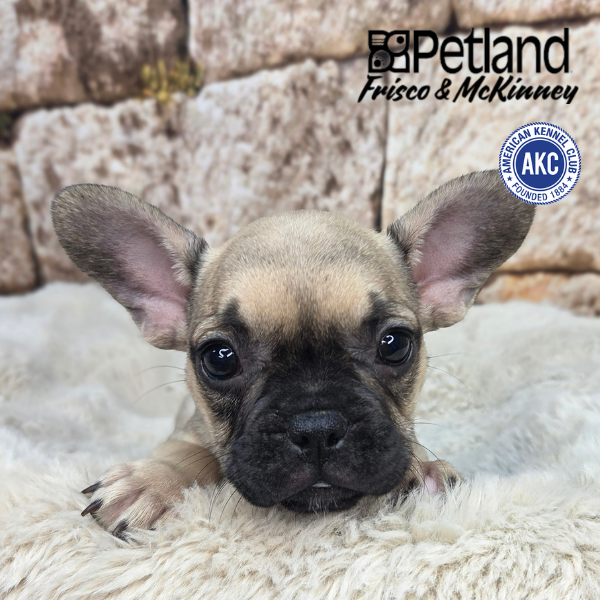 French Bulldog in Little Elm, TX