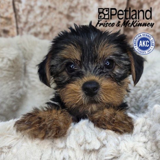 [#N04582] Black and Gold M Yorkshire Terrier Puppies for Sale