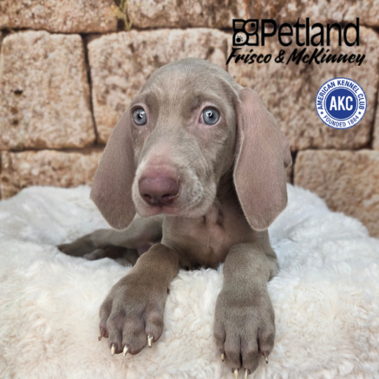 [#N03760] Silver Grey F Weimaraner Puppies for Sale
