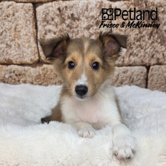 [#26224-02] Sable M Shetland Sheepdog Puppies for Sale