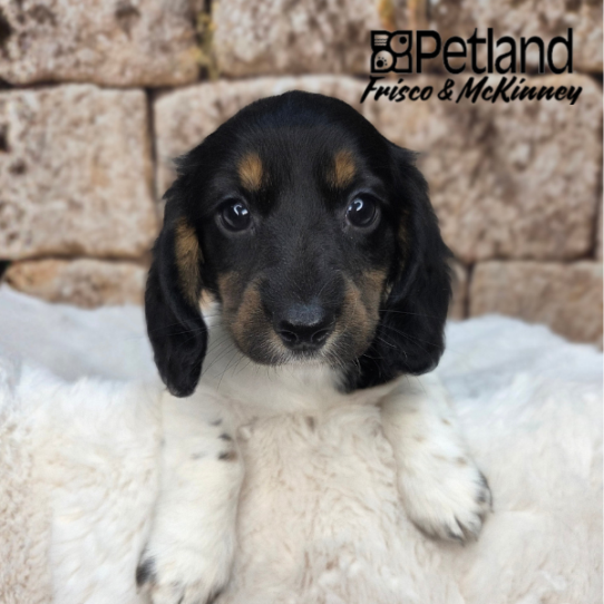 [#26230-04] Black / Tan F Dachshund Puppies for Sale