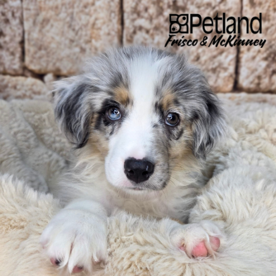 [#26226-01] Blue Merle / Tan M Australian Shepherd Puppies for Sale
