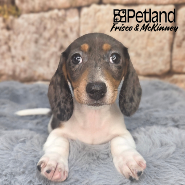 Miniature Dachshund in Allen, TX