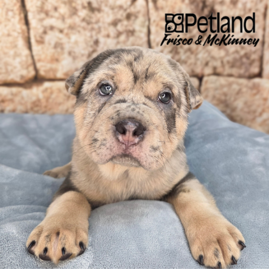 [#26190-02] Blue Merle / Tan M Ori Pei Puppies for Sale