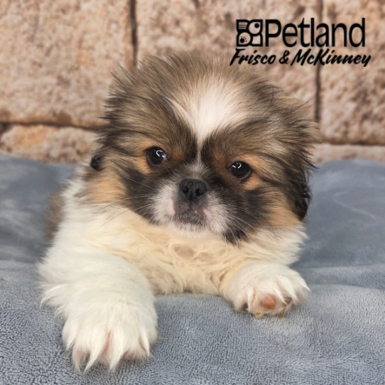[#26255-02] Red / White F Pekingese Puppies for Sale