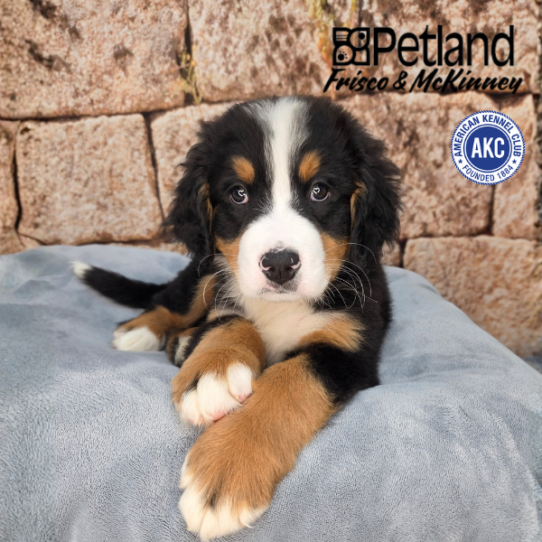 [#26696-01] Tri-Colored M Bernese Mountain Dog Puppies for Sale