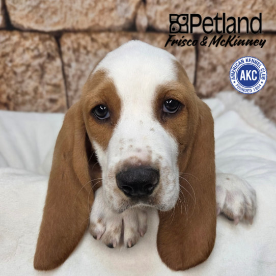 [#N04433] Red and White M Basset Hound Puppies for Sale