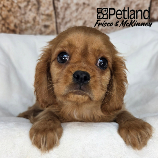 [#261572-01] Ruby M Cavalier King Charles Spaniel Puppies for Sale