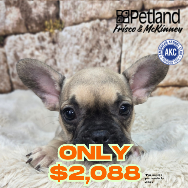 French Bulldog in Plano, TX