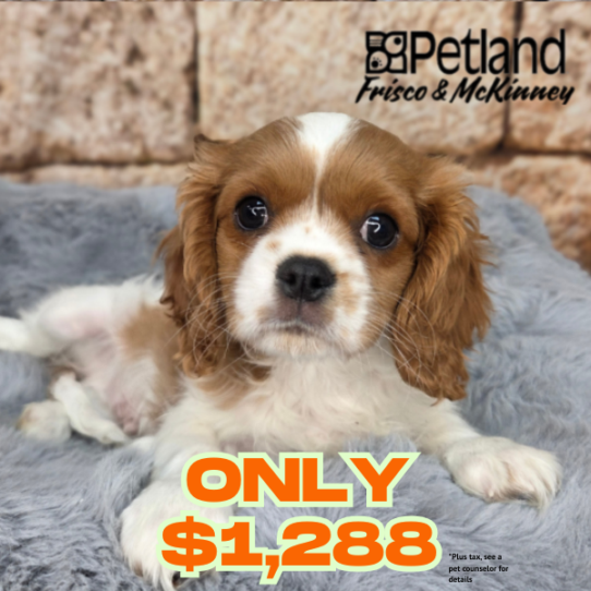 [#261377-02] Blenheim M Cavalier King Charles Spaniel Puppies for Sale