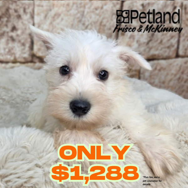 Miniature Schnauzer in Dallas, TX