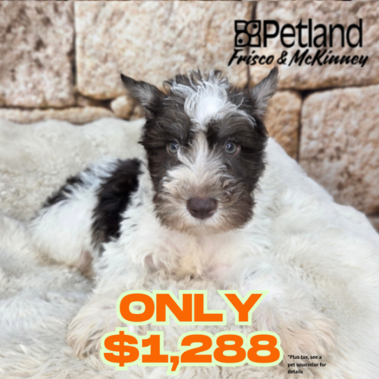 [#26184-03] White / Chocolate M Miniature Schnauzer Puppies for Sale