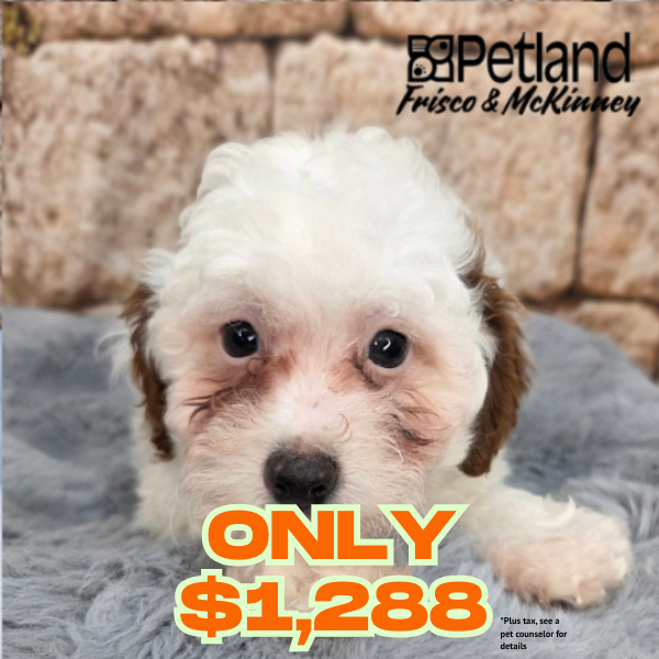 Cavapoo in Aubrey, TX