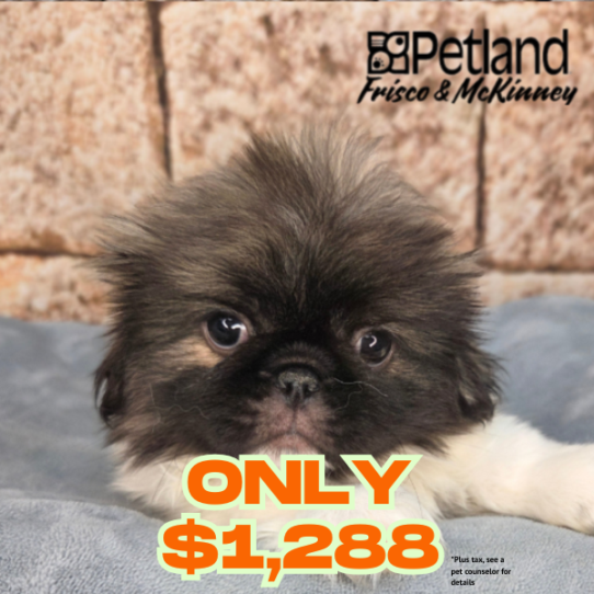 [#26255-01] Brindle / White M Pekingese Puppies for Sale