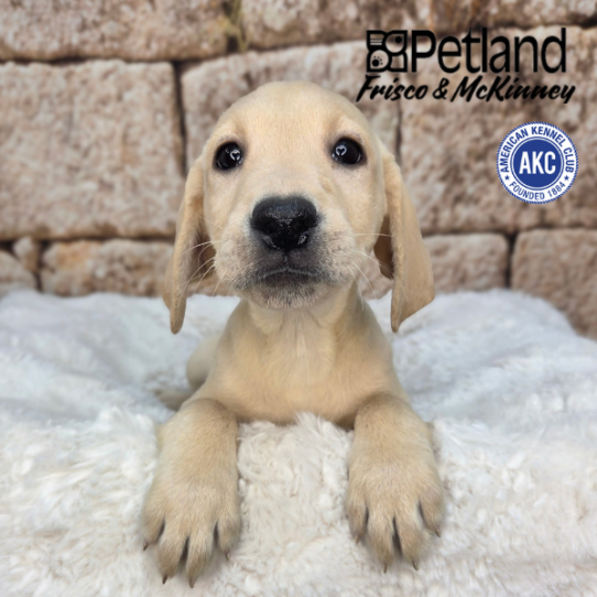 [#N03640] Yellow F Labrador Retriever Puppies for Sale