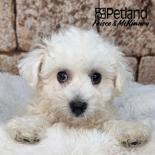[#N03424] White F Bichon Frise Puppies for Sale