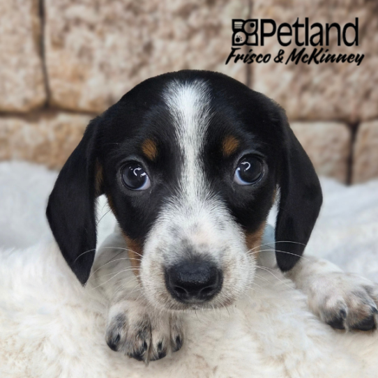[#26231-05] Black / Tan F Dachshund Puppies for Sale