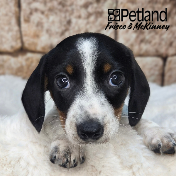 Miniature Dachshund in Dallas, TX