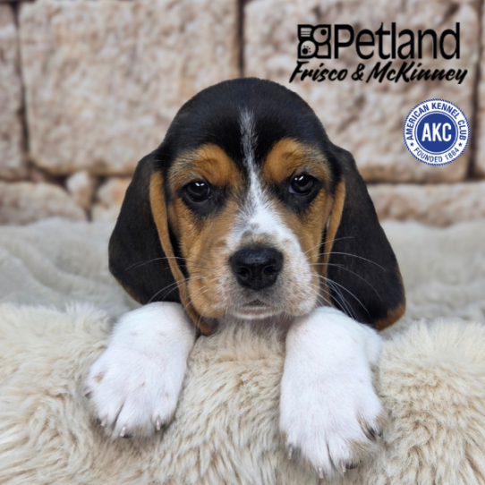 [#N04075] Black White and Tan F Beagle Puppies for Sale