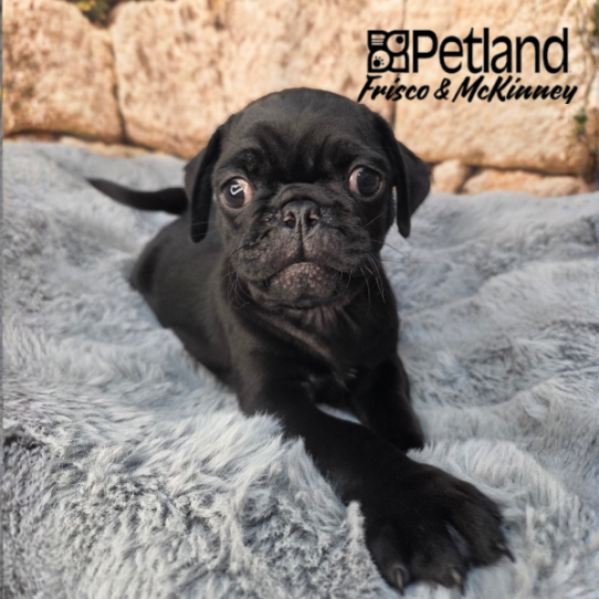 [#26186-03] Black M Pug Puppies for Sale