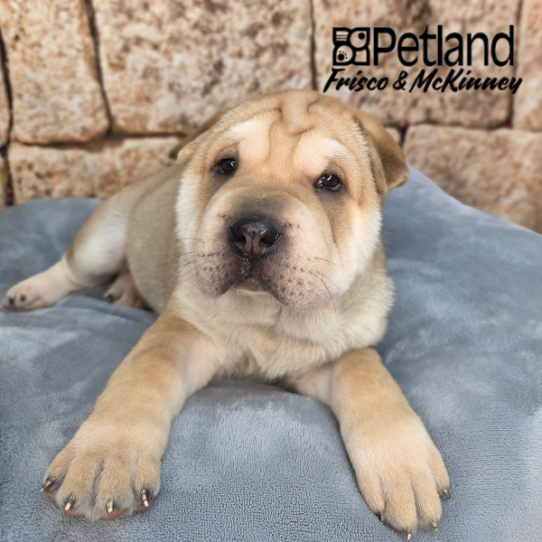 [#26190-04] Fawn M Ori Pei Puppies for Sale