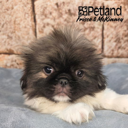[#26255-01] Brindle / White M Pekingese Puppies for Sale