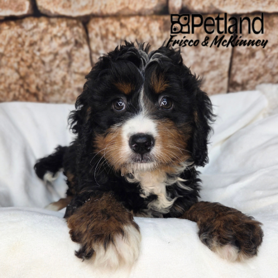 [#261583-05] Black / Tan F Bernedoodle Mini Puppies for Sale