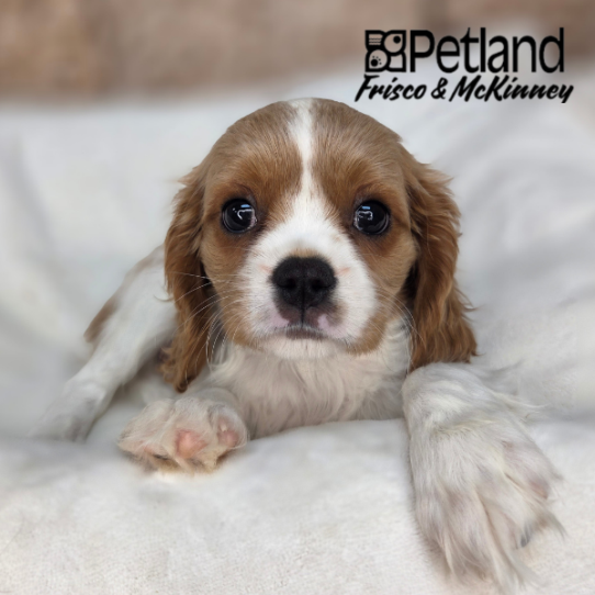 [#261572-04] Blenheim F Cavalier King Charles Spaniel Puppies for Sale