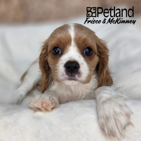 Cavalier King Charles Spaniel in Little Elm, TX