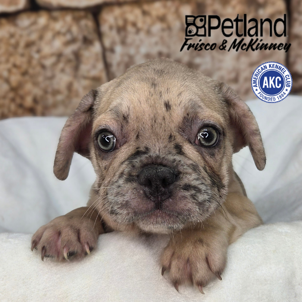 French Bulldog in Dallas, TX